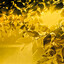 GoldReed
