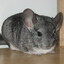 Chinchila