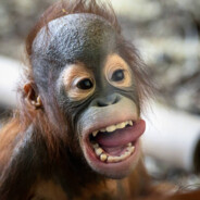 ☁️ᴅɪᴄᴄᴀᴘʀɪᴏ