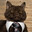 Mr.CAT