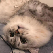 感受荣神の威压