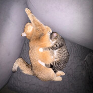 Пантилемон