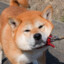 Doge Owner