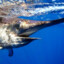 Swordfish