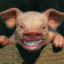 Piggy Bacon
