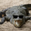 Crocodilesocks