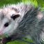 Opossum McCucumber