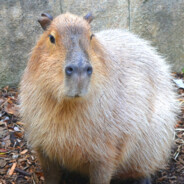 capybara