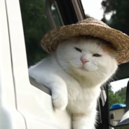 落日坠入山林间