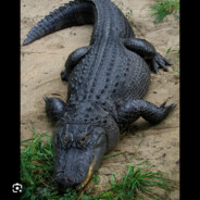 aligator01