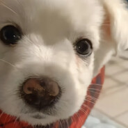 花果山的猪八戒