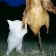 Lia40000000000000000000000000000