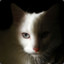 vpzp's avatar
