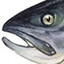Lohi's avatar
