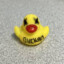 PO$OLONY_DUCCKELT