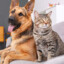 Cat and dog88828