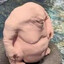 Homonculus