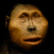 Ape