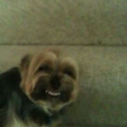 inocybe - steam id 76561198057363993