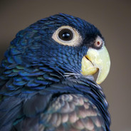 SilentParrot
