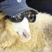 LuckySheep