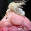 RETARD's avatar