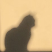 樱花遇到了星星之海