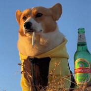 一天到晚哈哈哈