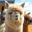 Alpaca