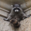 Angry Raccoon