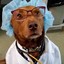 Dogtor