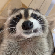 e-raccoon