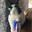 Królik