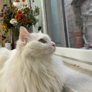 天辉投石车驾驶员