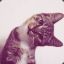 mr. Cat