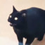 BAS BOST CAT