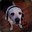 Baily