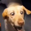 Dendi