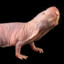 Naked Mole Rat