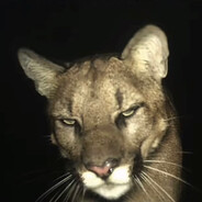 alprn - steam id 76561199035832658