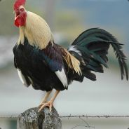 ÇLGNHoRoZTaVuKLaRıCoşTuRuYoR avatar