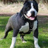 Pitbull Americano