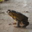 frog