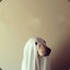 GhostDog