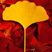 一片叶子扇飞你