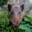 Wild-Huge-Boar