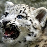 Lokss | Feufeu la machine