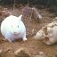 ^8&lt;^1D^7c^4c^8&gt;^7KillerBunny