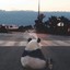 ✵ Panda ✵
