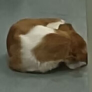 我的人生像厕所里的蛆